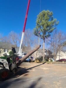 tree removal